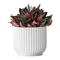 Sale Flowerpot Urtepotteskjuler Urtepotteskjulere
