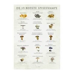 plakat - De 15 bedste spisesvampe Plakater Og Vægdekoration